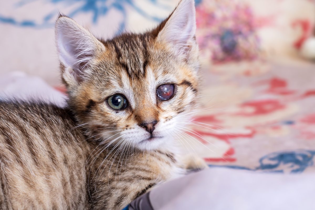 Diese Katze in NRW konnte gerade noch rechtzeitig gerettet werden - es ging um Leben und Tod.