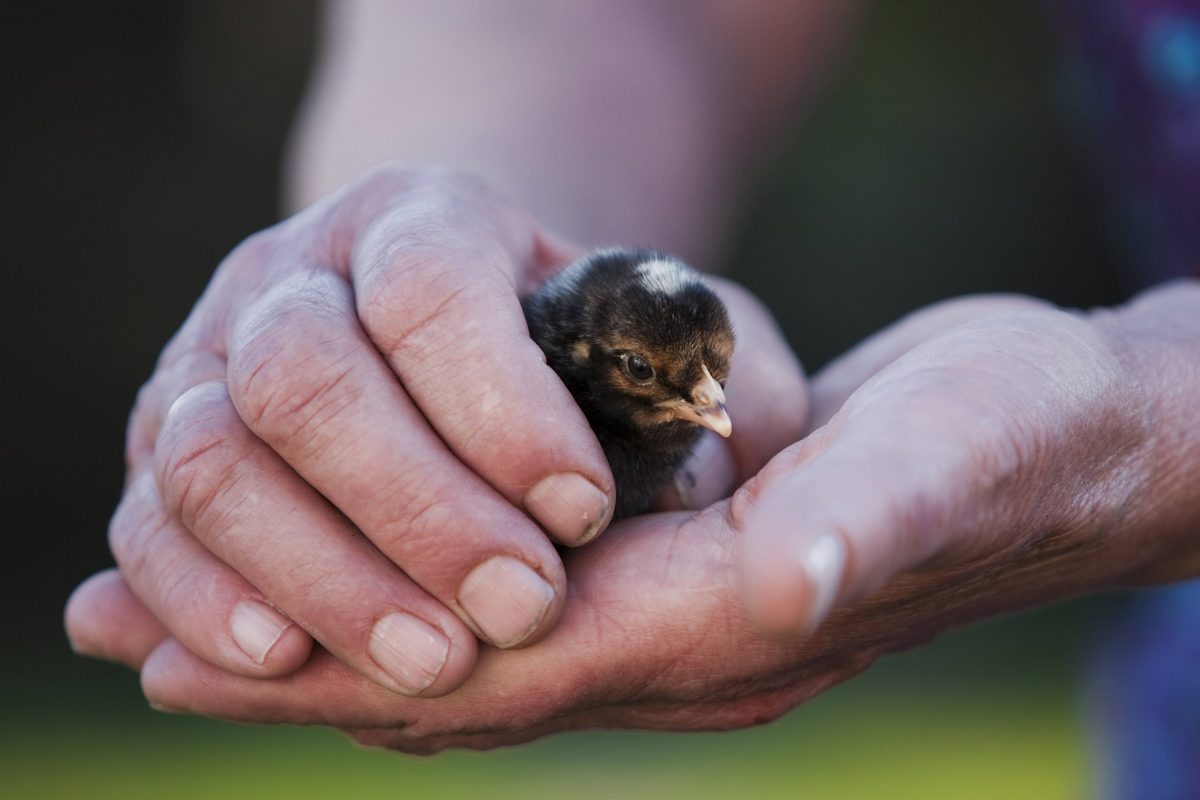 Ein Tierheim in NRW nahm ein Tierbaby auf.