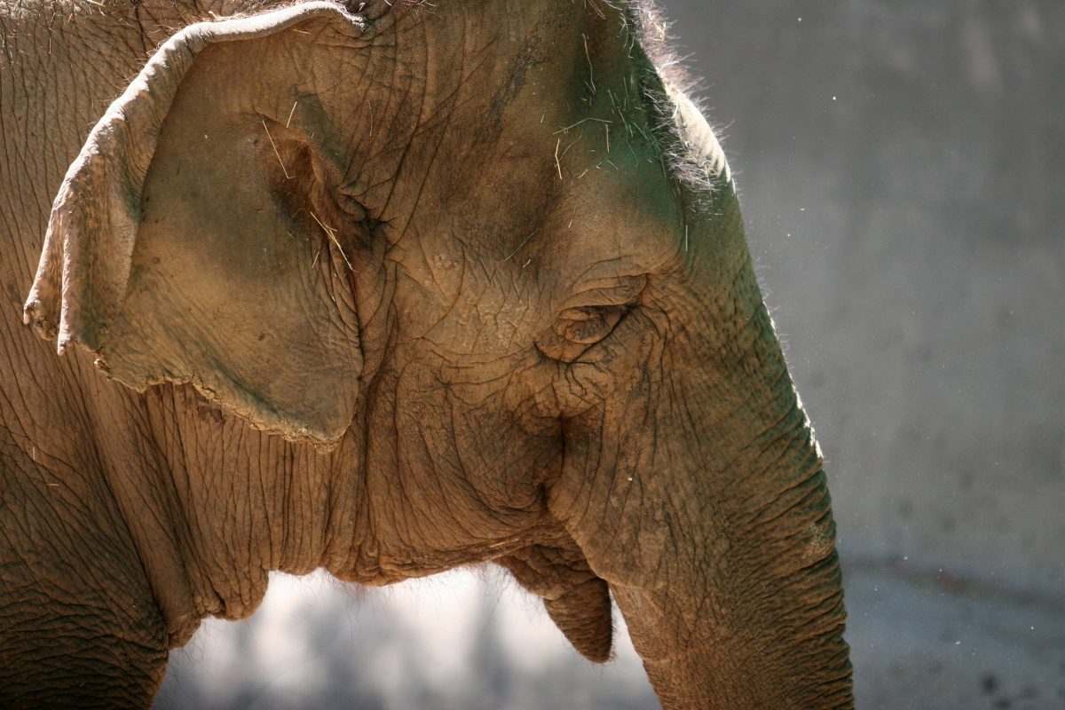 Zoo Wuppertal: Das Ausmaß ist erschütternd.