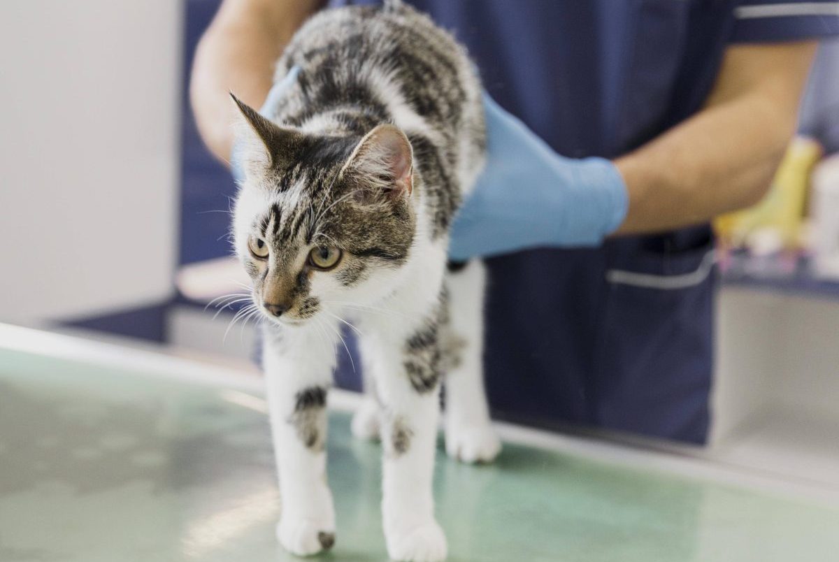 Tierheim in NRW: Schlimme Entdeckung bei Katze.