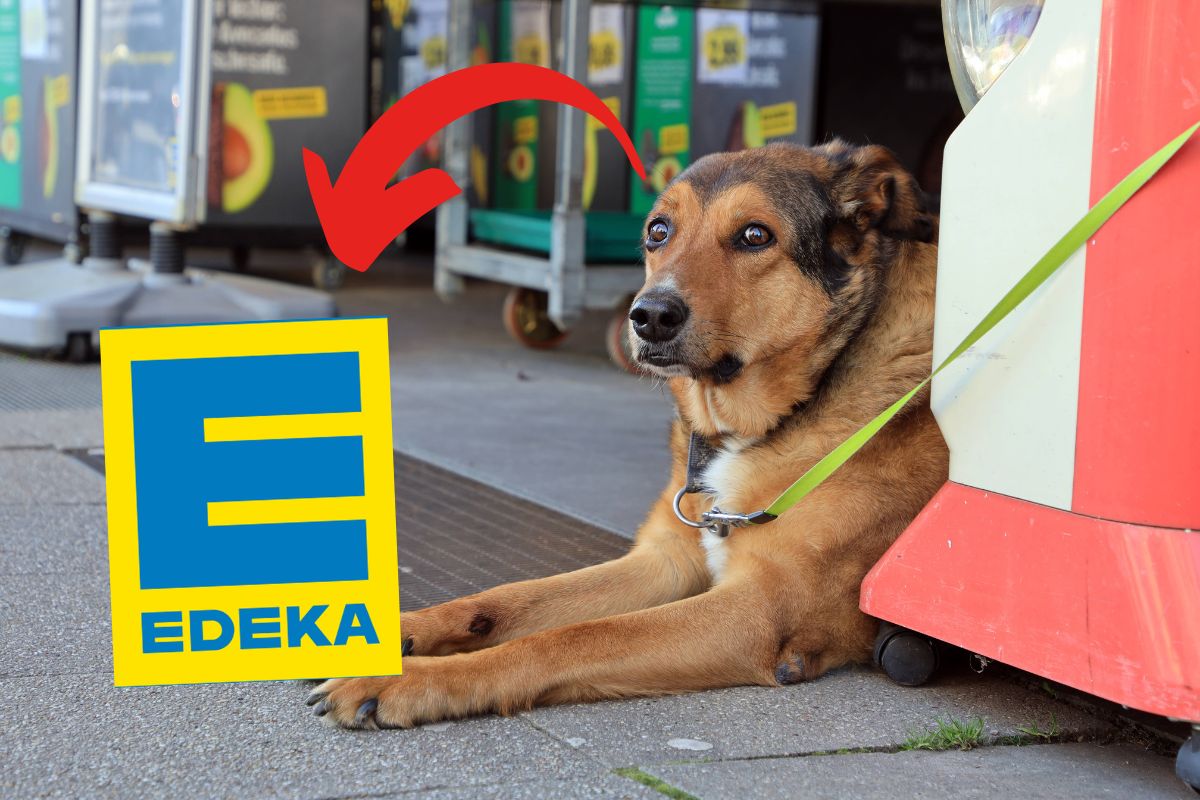 Ein Hund wurde vor einer Edeka-Filiale angeleint.