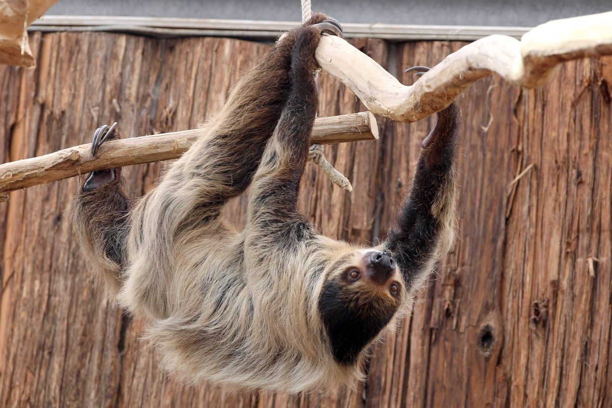 Der Zoo Dortmund muss schnell reagieren!