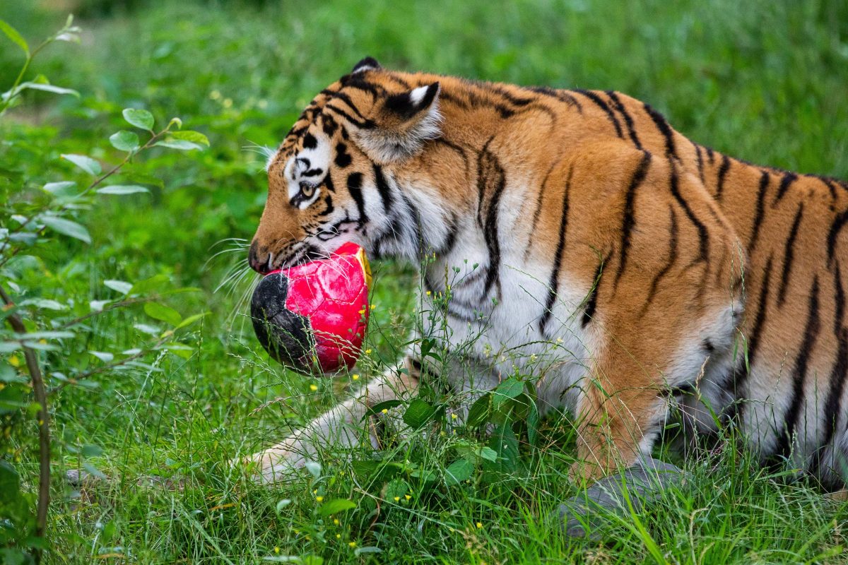 Ein besonderer Rabatt im Zoo Duisburg