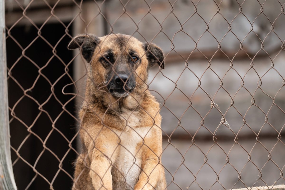 Nach der Vermittlung eines Hundes erhÃ¤lt ein Tierheim in NRW Post. (Symbolfoto)