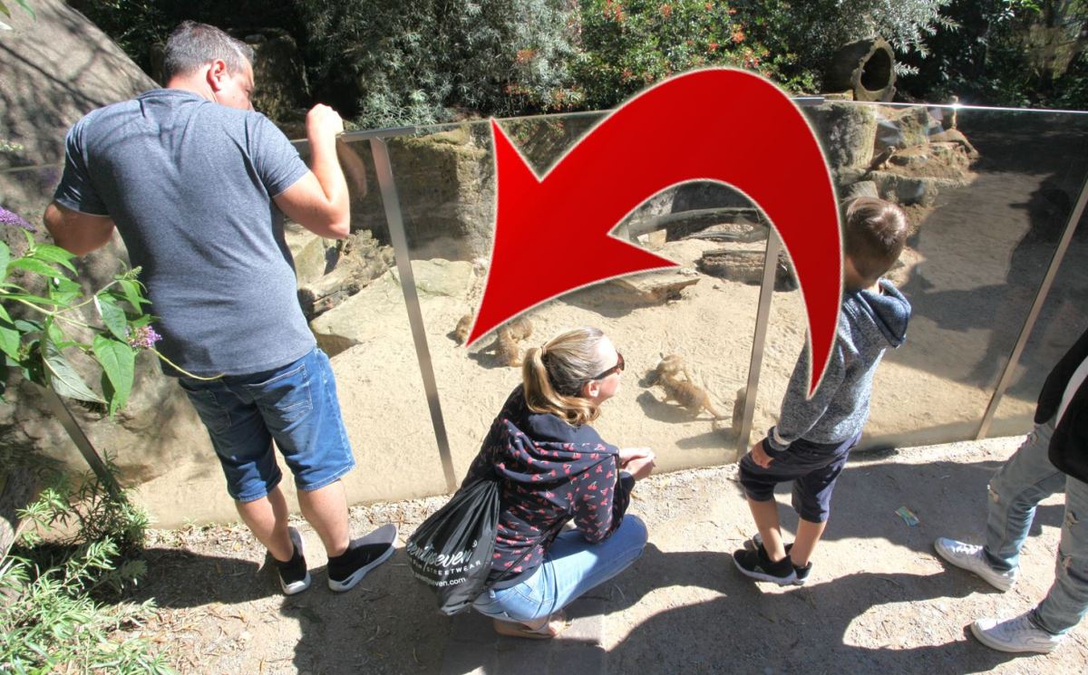 Eine Familie füttert die Erdmännchen im Zoom Gelsenkirchen.