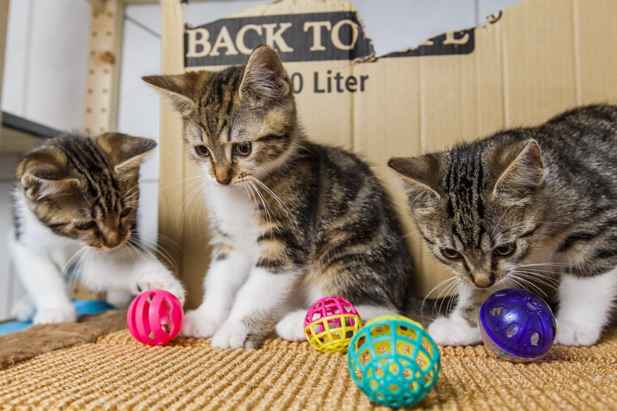 Im Tierheim Bochum sind mehrere Katzen-Babys gestorben. (Symbolfoto)