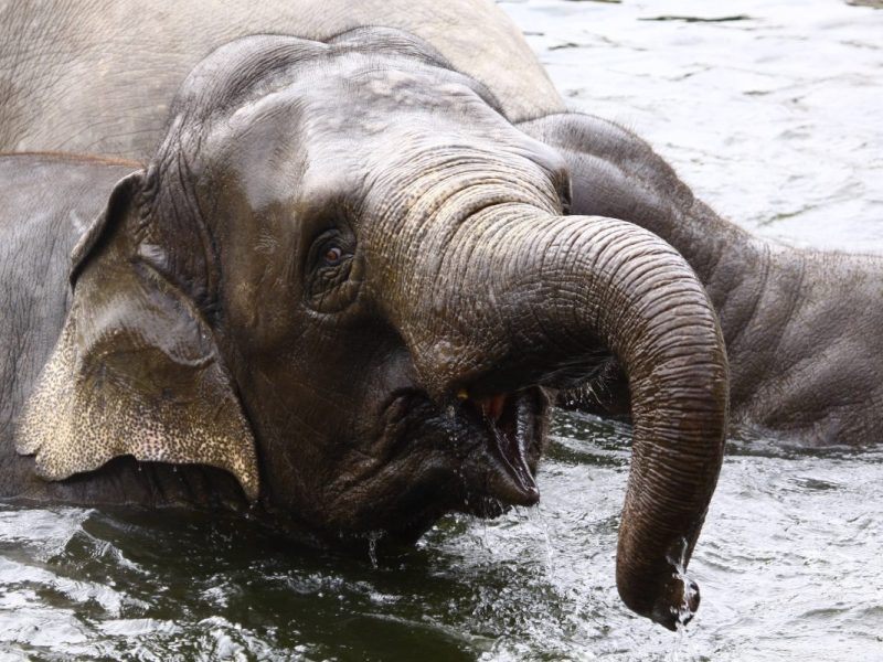 Zoo NRW