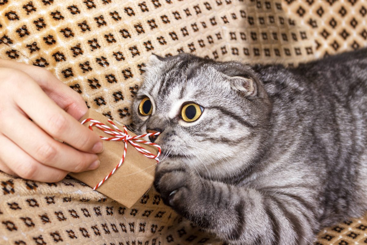 Tierheim in NRW: Als sie dieses Paket öffnen, müssen sie schnell handeln.