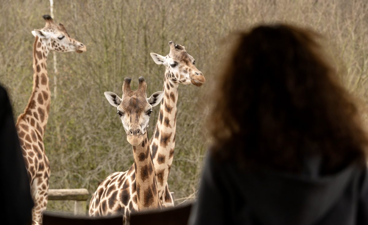 In der Zoom Erlebniswelt Gelsenkirchen gibt es in der Afrika-Welt Neuzugänge!