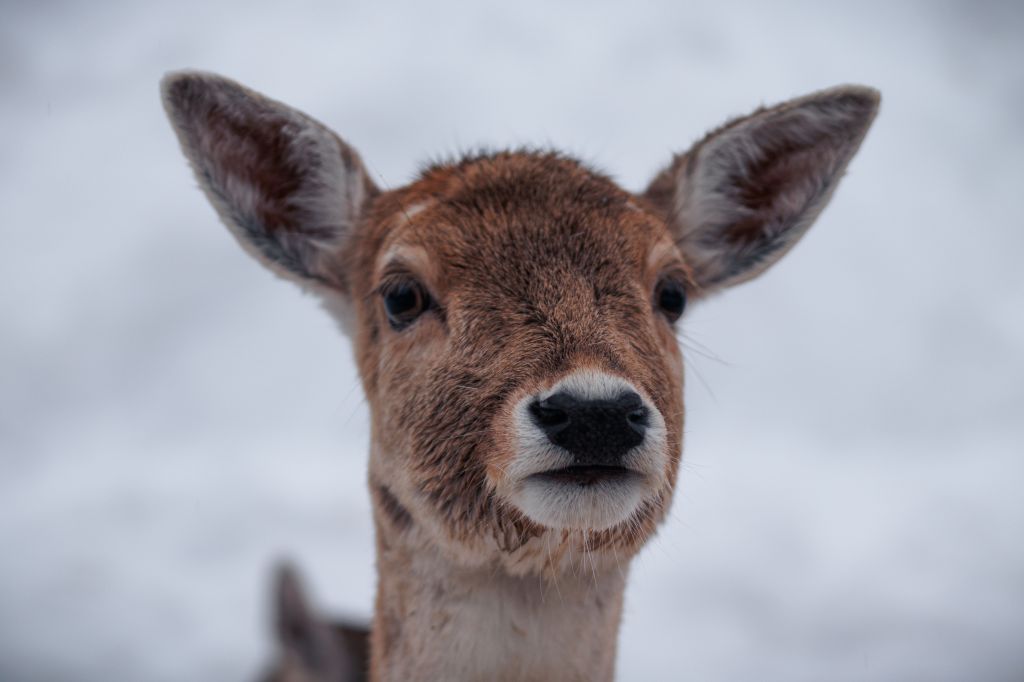 Reh im Schnee