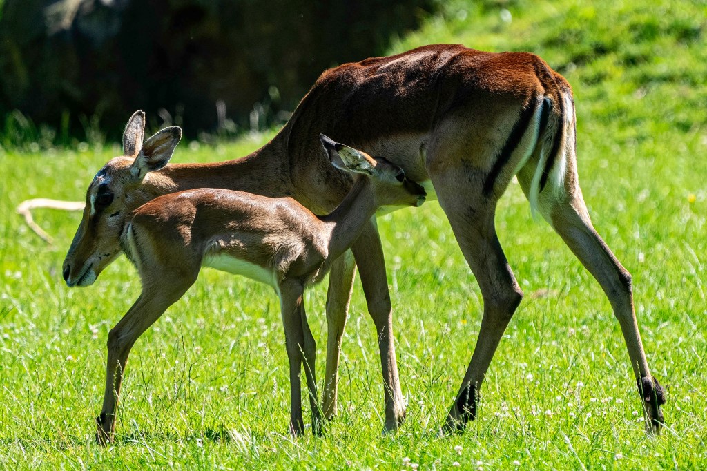 Karibu mit Baby auf Wiese