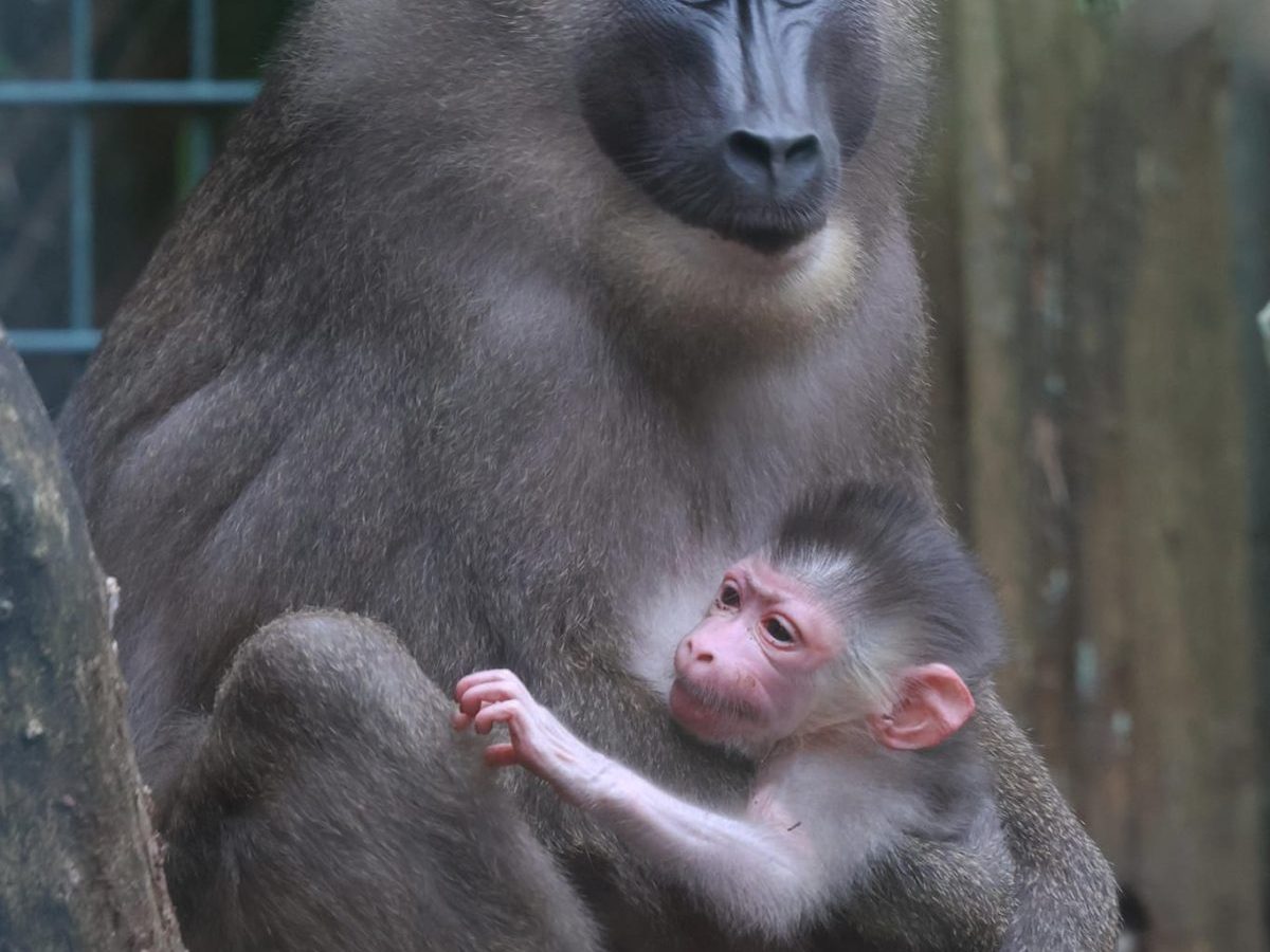 Affen-Nachwuchs im Zoo Wuppertal