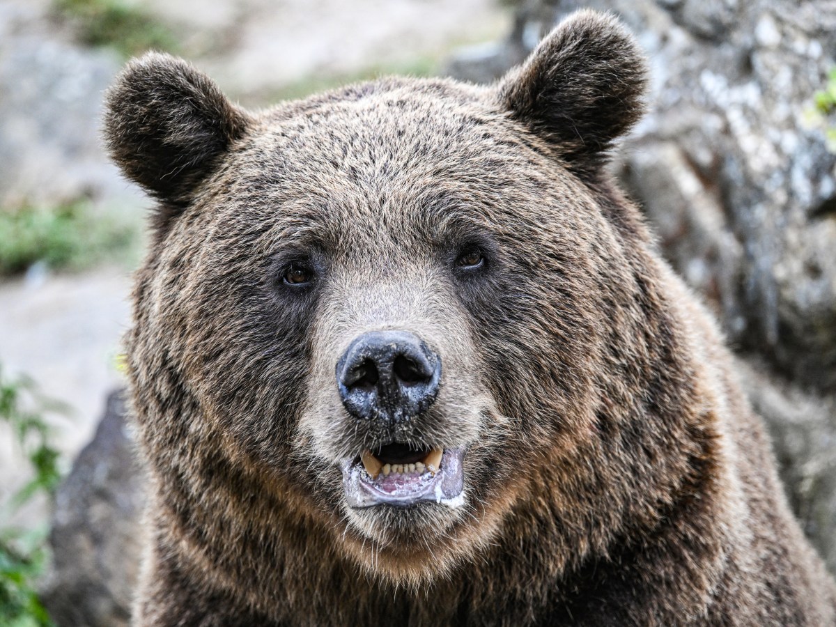 Braunbär im Berliner Zoo