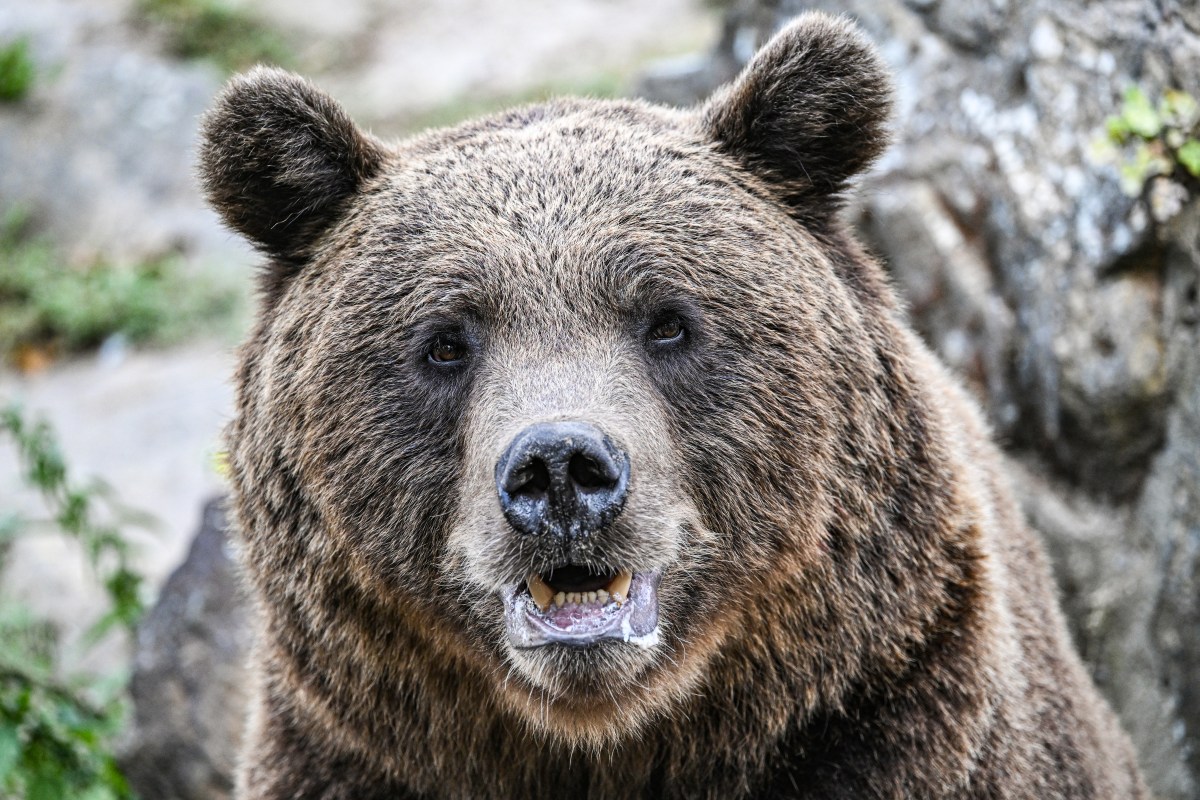 Braunbär im Berliner Zoo