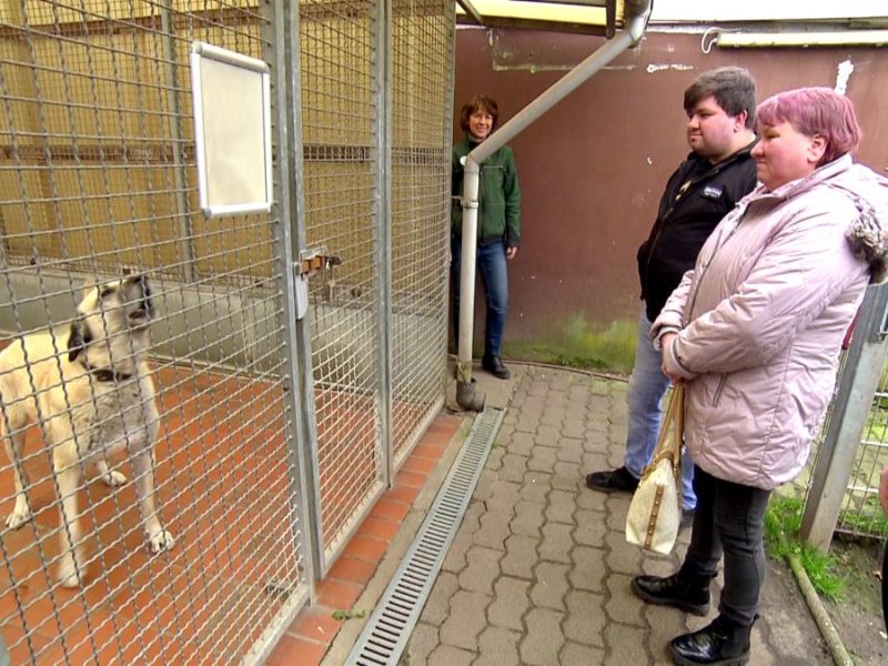 Hund Bürgergeld