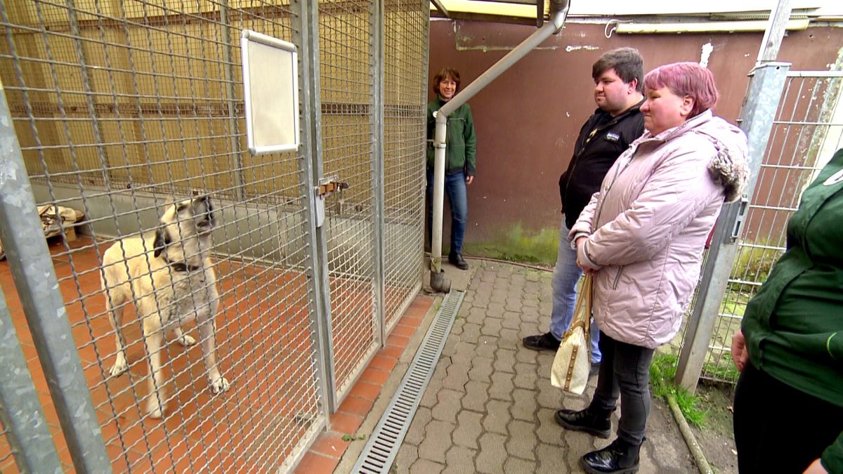 Hund Bürgergeld