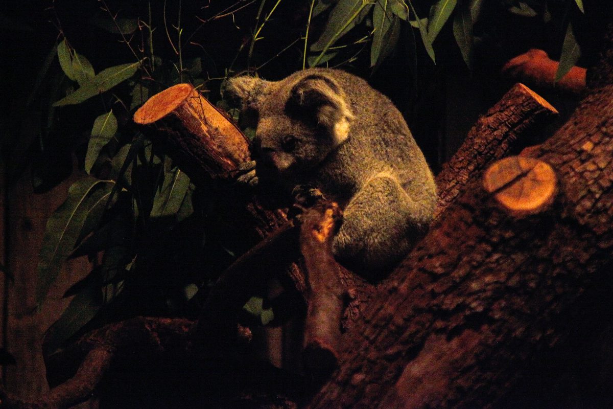 Zoo Duisburg Koala Nacht