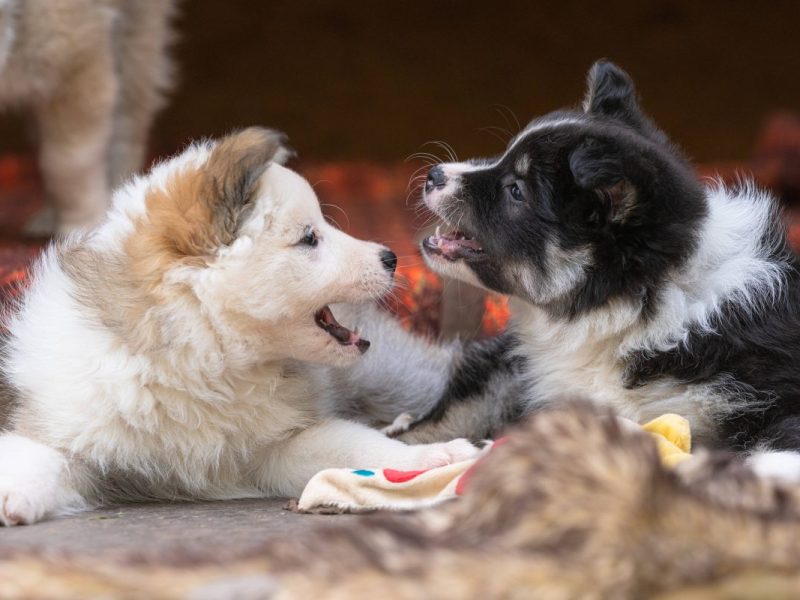 Tierheim in NRW gibt Hunde nicht ab – der Grund zerreißt jedes Herz