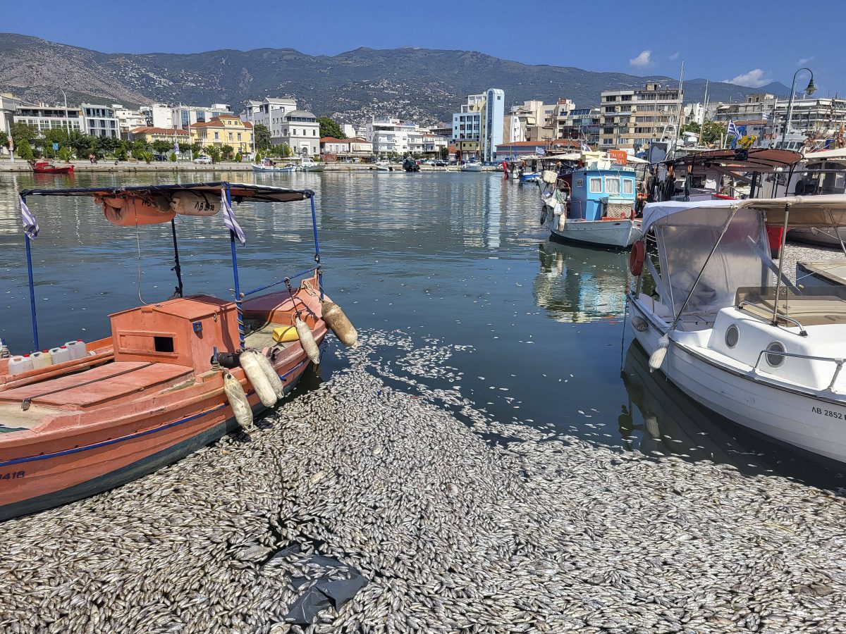 Angeschwemmte Fische in Volos in Griechenland sorgen für einen Ausnahmezustand!