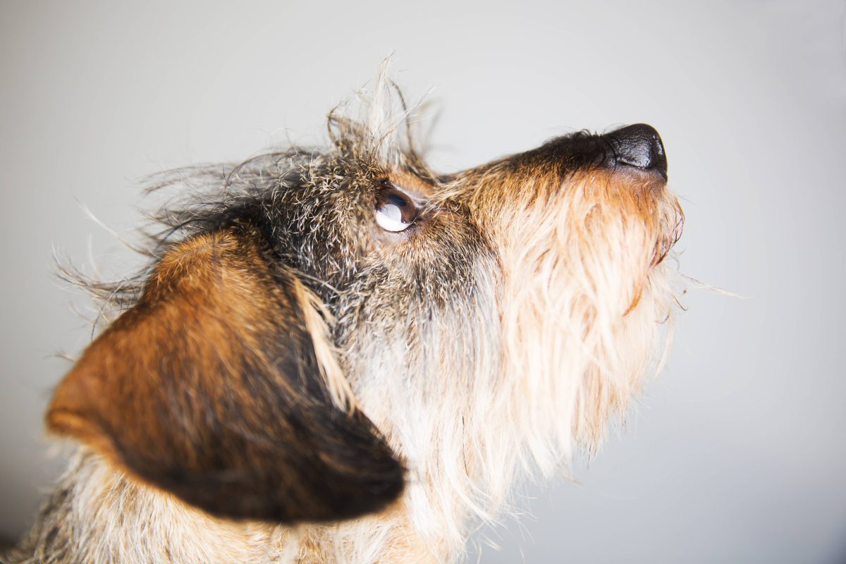 BÃ¼rgergeld-EmpfÃ¤ngerin Ella sind die OP-Kosten fÃ¼r ihren Hund zu teuer.