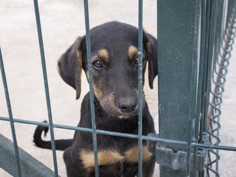 Ein Hund leidet in einem Tierheim in NRW. (Symbolfoto)
