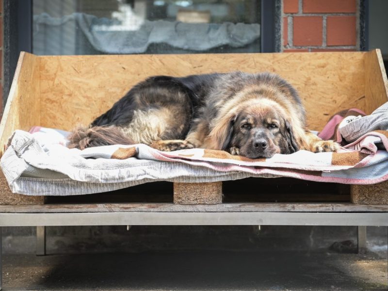 Hund im Tierheim