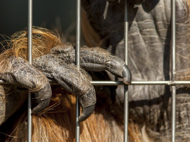 Zoo: Tierquälerei