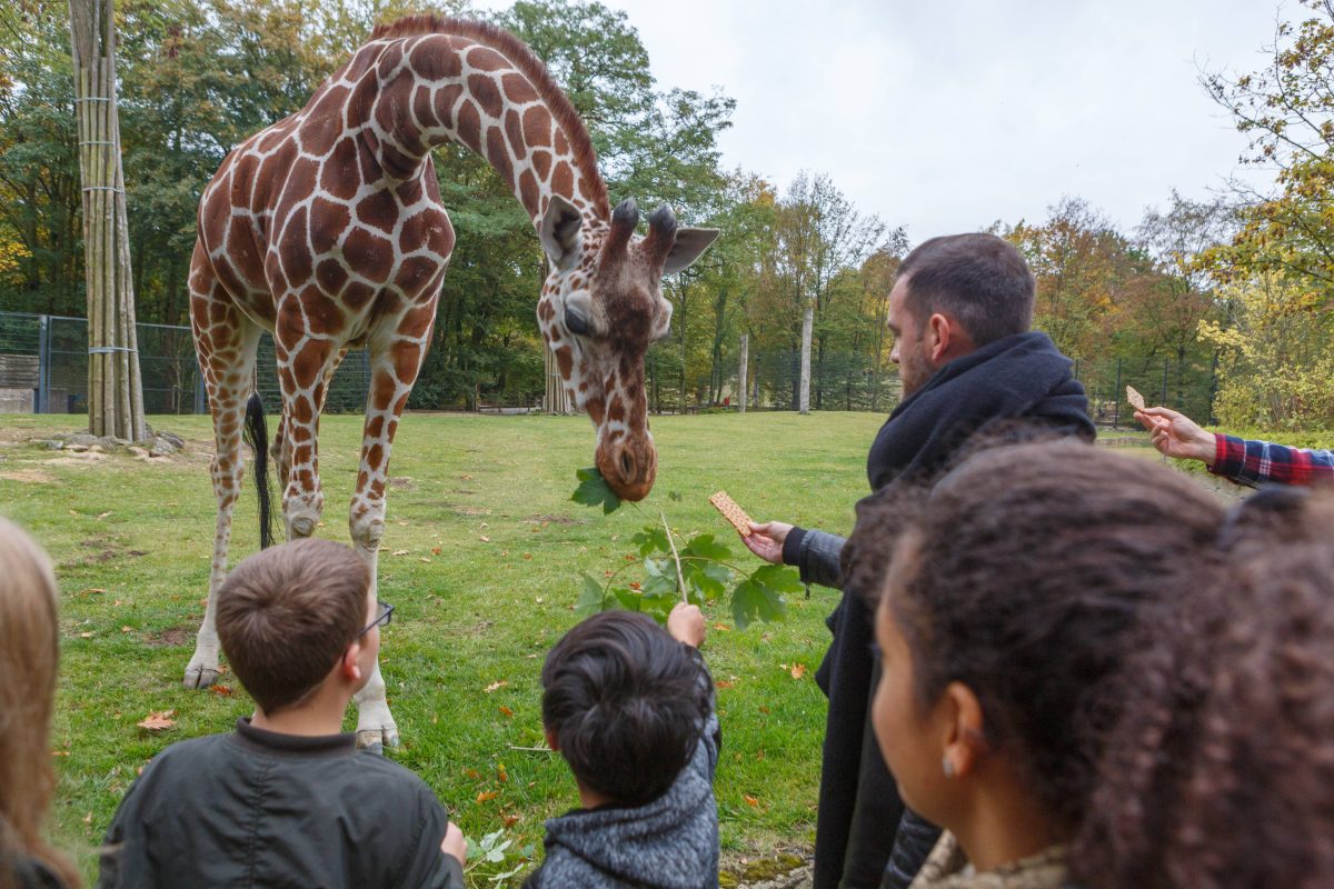 Alwetterzoo MÃ¼nster Giraffe