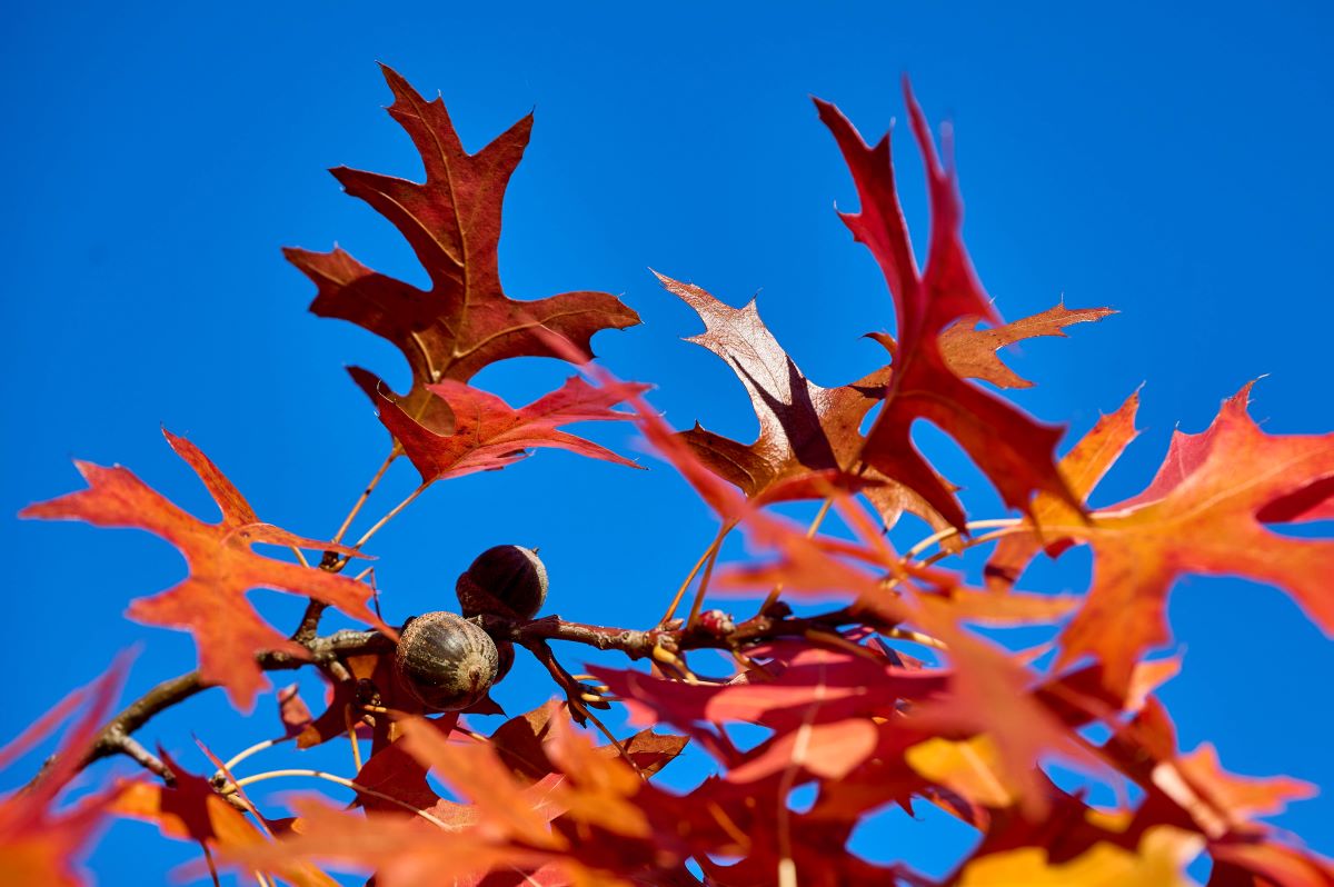 Wie wird das Wetter in NRW in den nÃ¤chsten Herbsttagen?