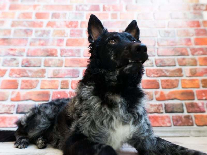 Hund