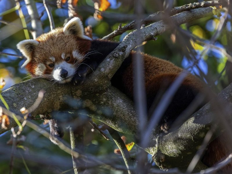 Roter Panda
