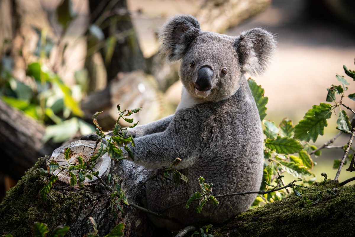 Zoo Duisburg in tiefer Trauer nach drei TodesfÃ¤llen.