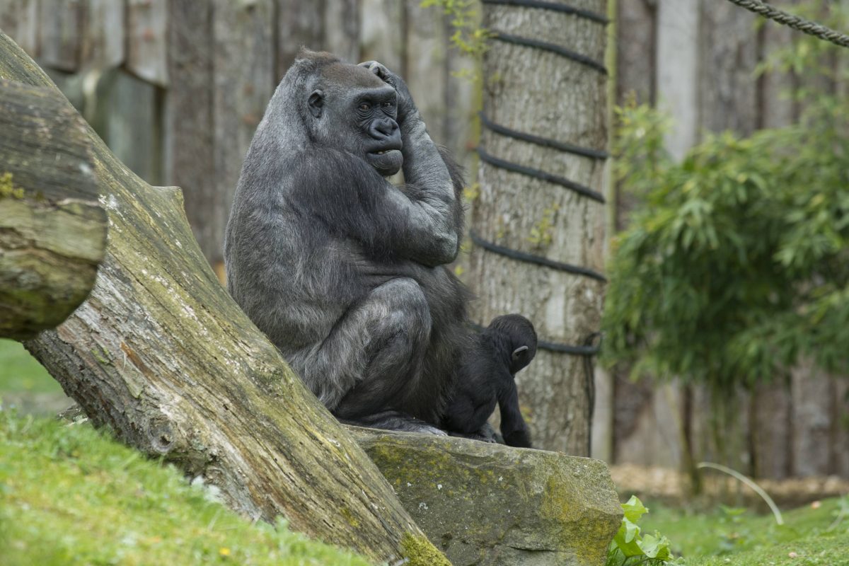 Nachwuchs in einem Zoo in NRW!