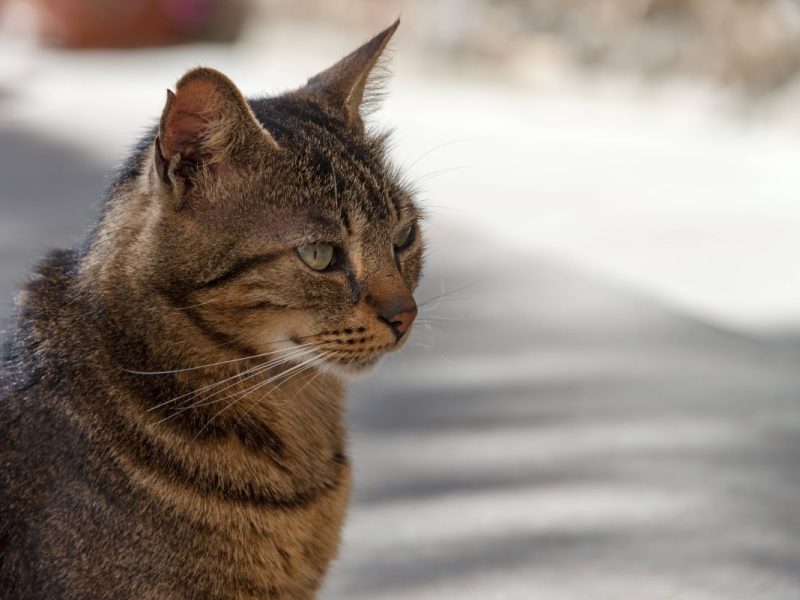 Getiegerte Katze