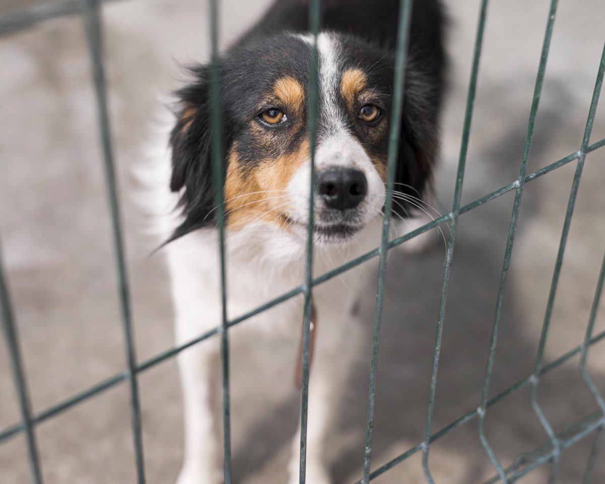 Hund in Tierheim guckt traurig durch Zaun