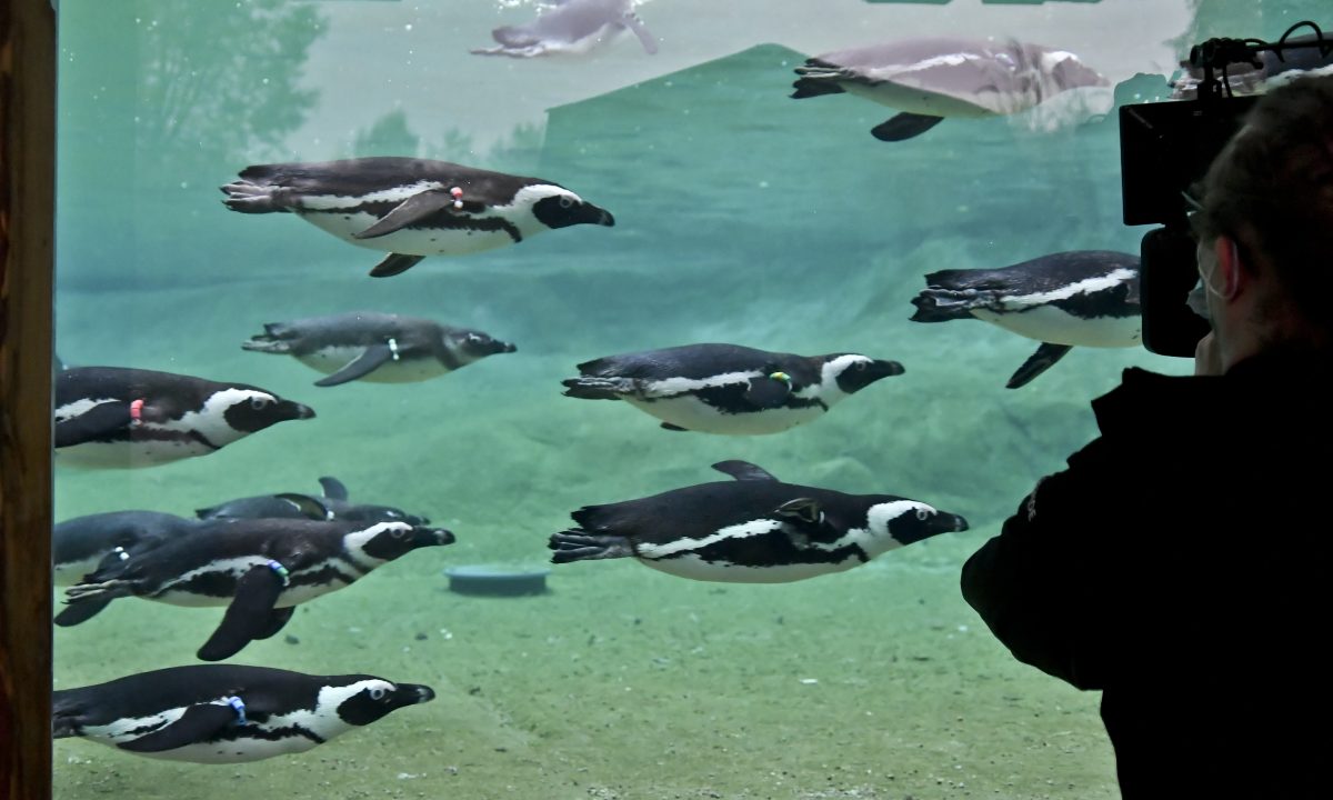 Die Zoom Gelsenkirchen hat erneut den Pinguin-Nachwuchs präsentiert. (Archivfoto)
