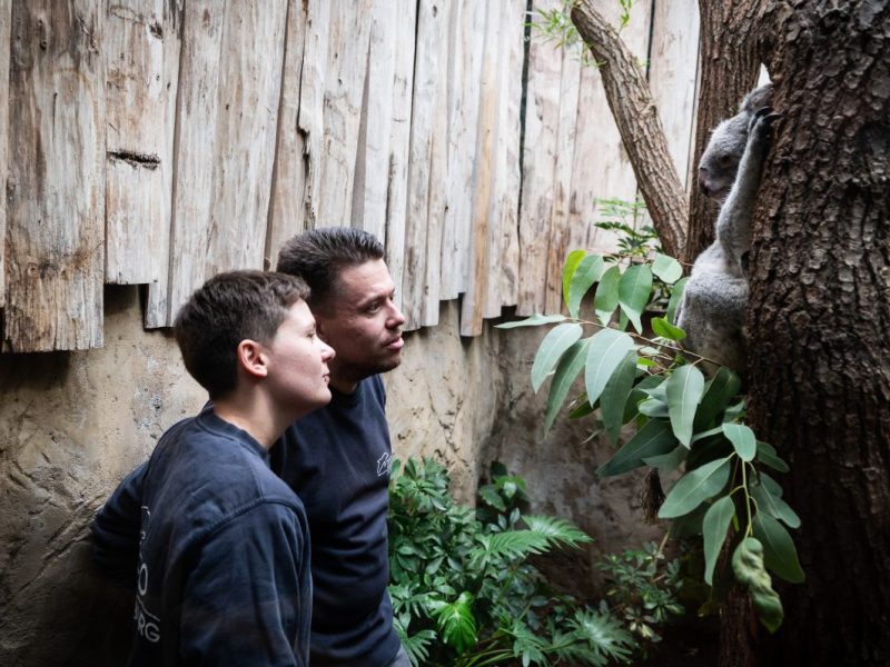 Bakterien-Alarm im Zoo Duisburg: Tierpark meldet sich zum Koala-Sterben zu Wort.