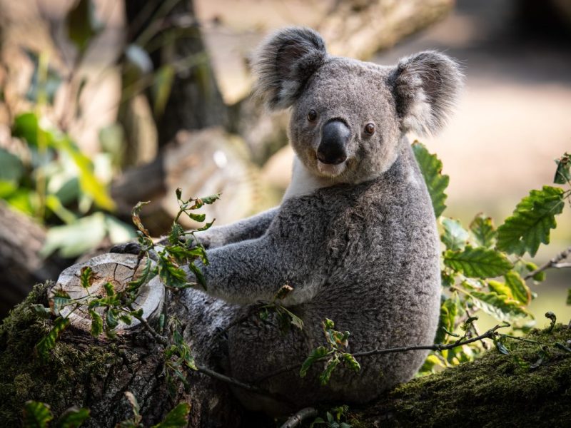 Zoo Duisburg: Schwierige Herausforderung.