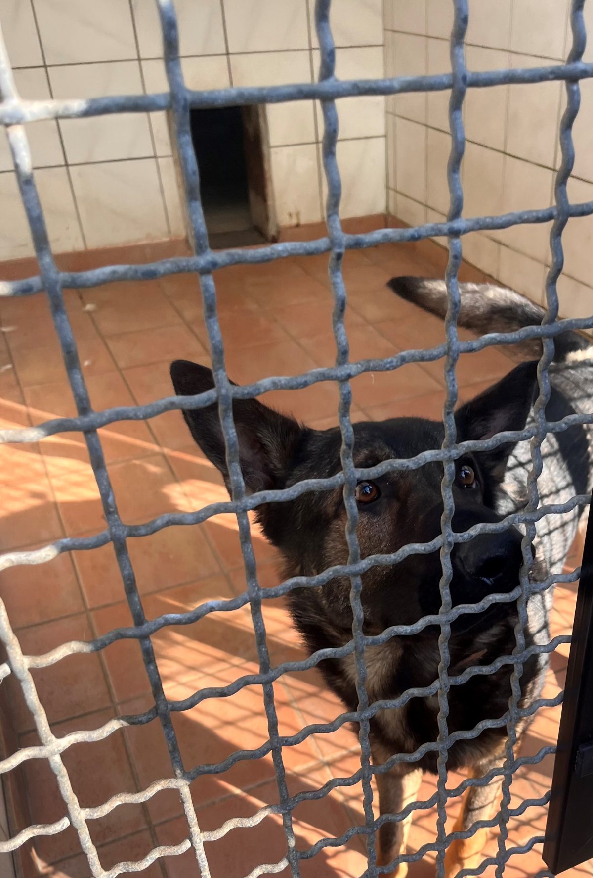 Hund Schröder aus dem Tierheim Köln Dellbrück wartet auf ein neues Zuhause.