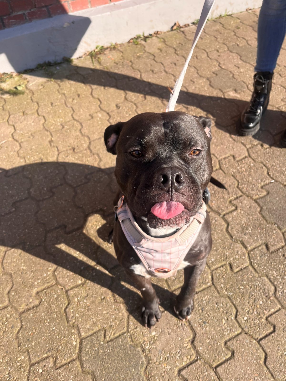 Hund Blacky kehrte nun ins Tierheim NRW zurück. Seine Reaktion rührt zu Tränen.