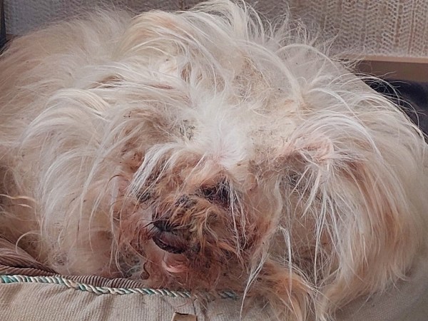 „Verkommener Zustand“ – Aussehen zweier Hunde entsetzt selbst NRW-Tierheim